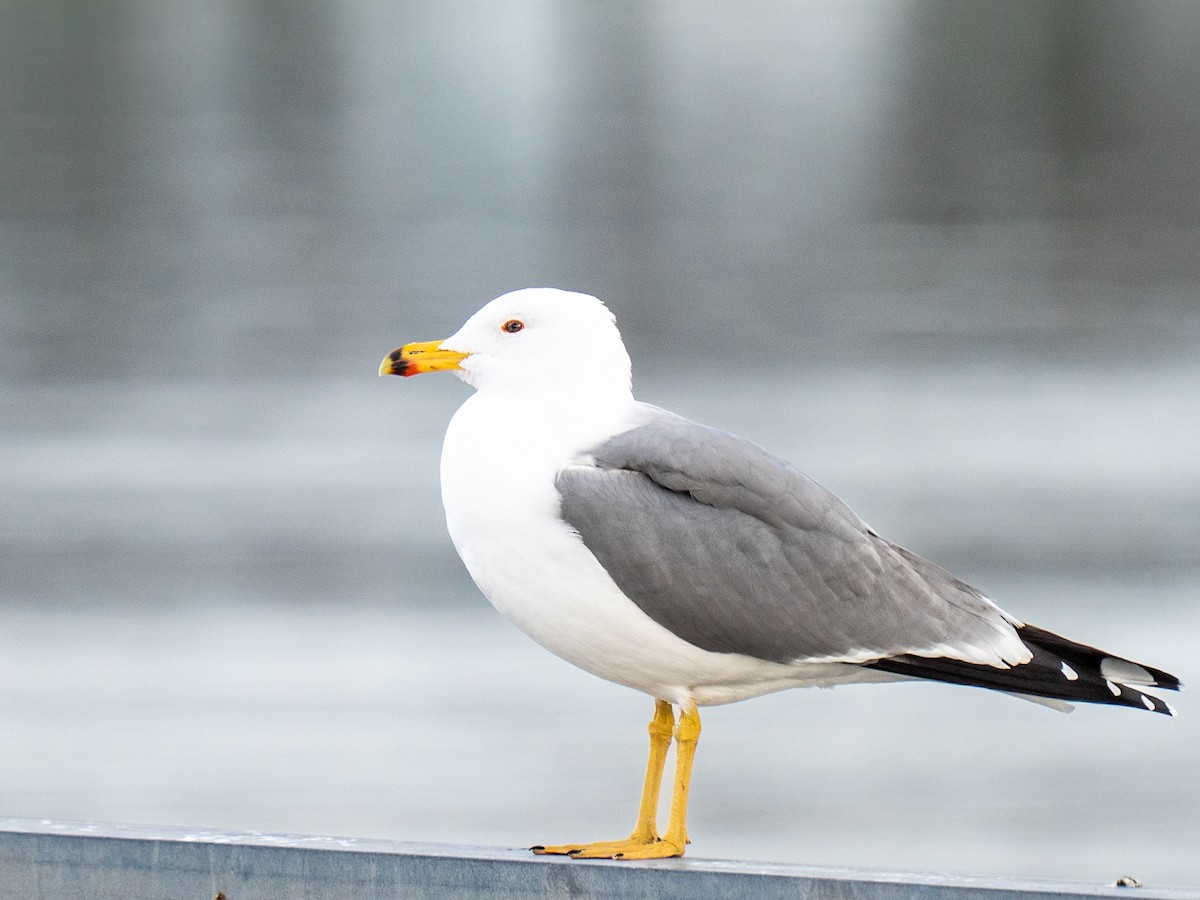 Армянская чайка - ML651804705