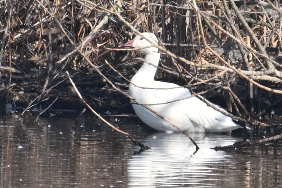 Цасны галуу - ML651804825