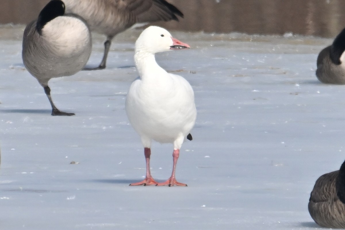 Цасны галуу - ML651804826