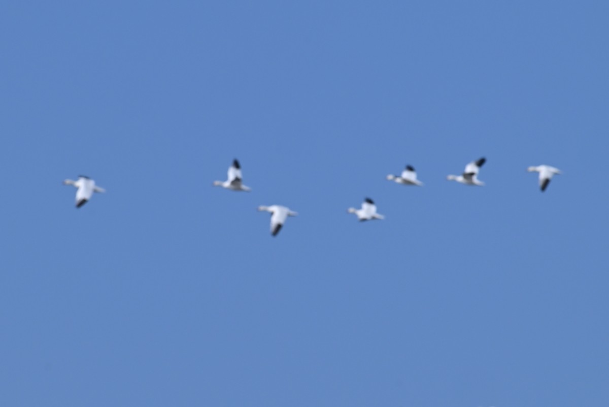 Цасны галуу - ML651804827