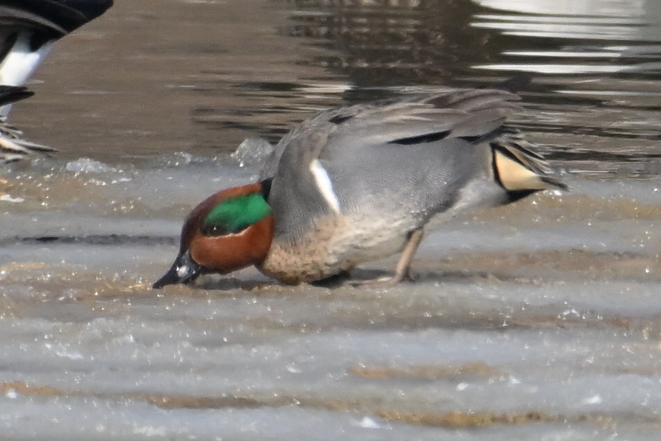 Ногоохон нугас - ML651804837