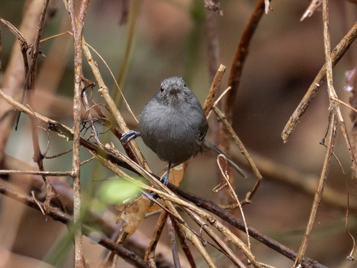 Willis's Antbird - ML651804845