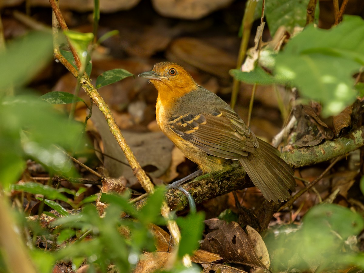 Black-headed Antbird (Hellmayr's) - ML651804879