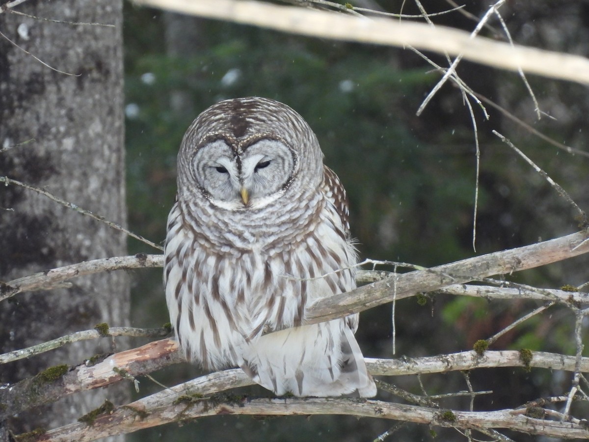 Barred Owl - ML651805040