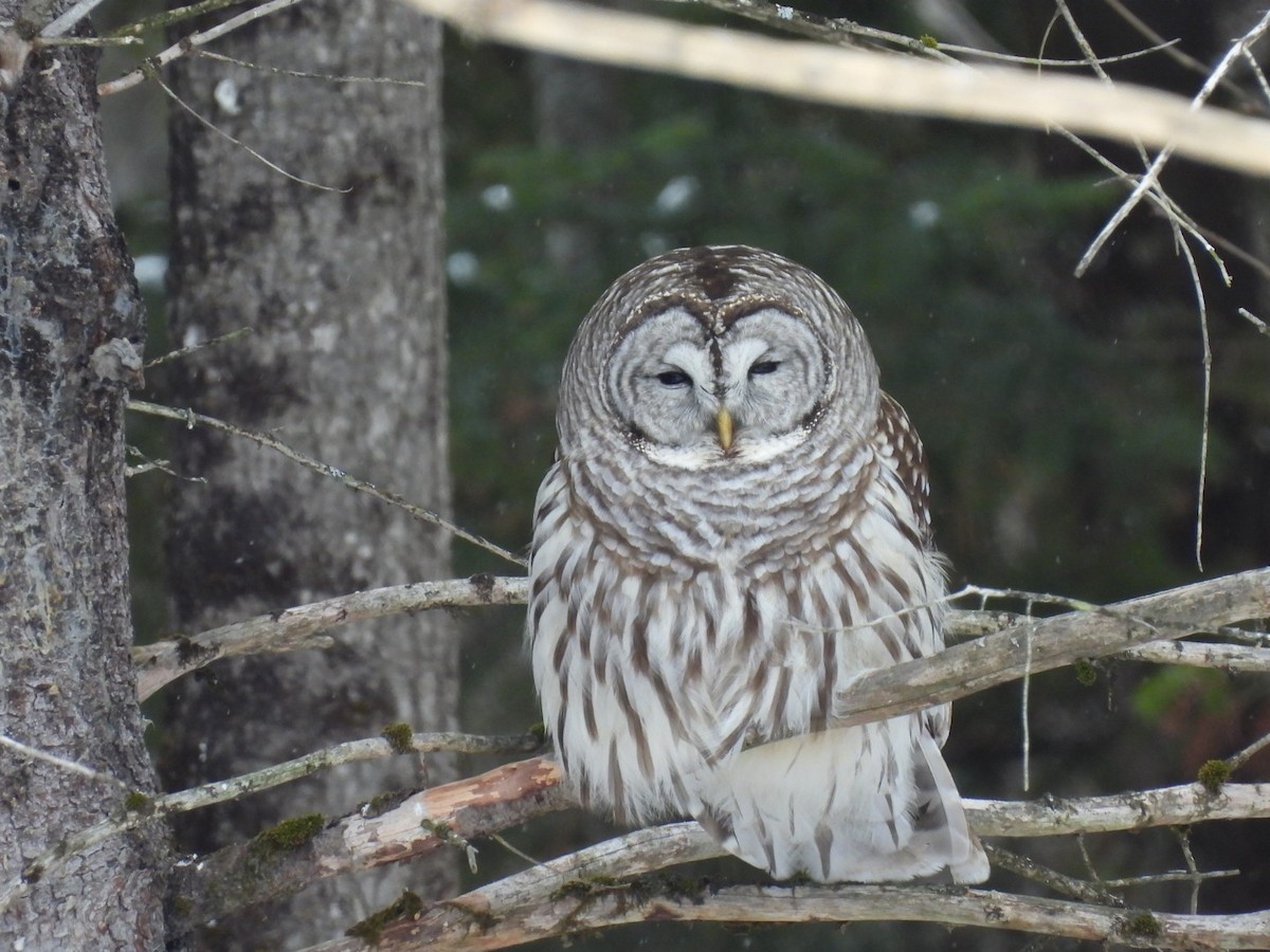 Barred Owl - ML651805041