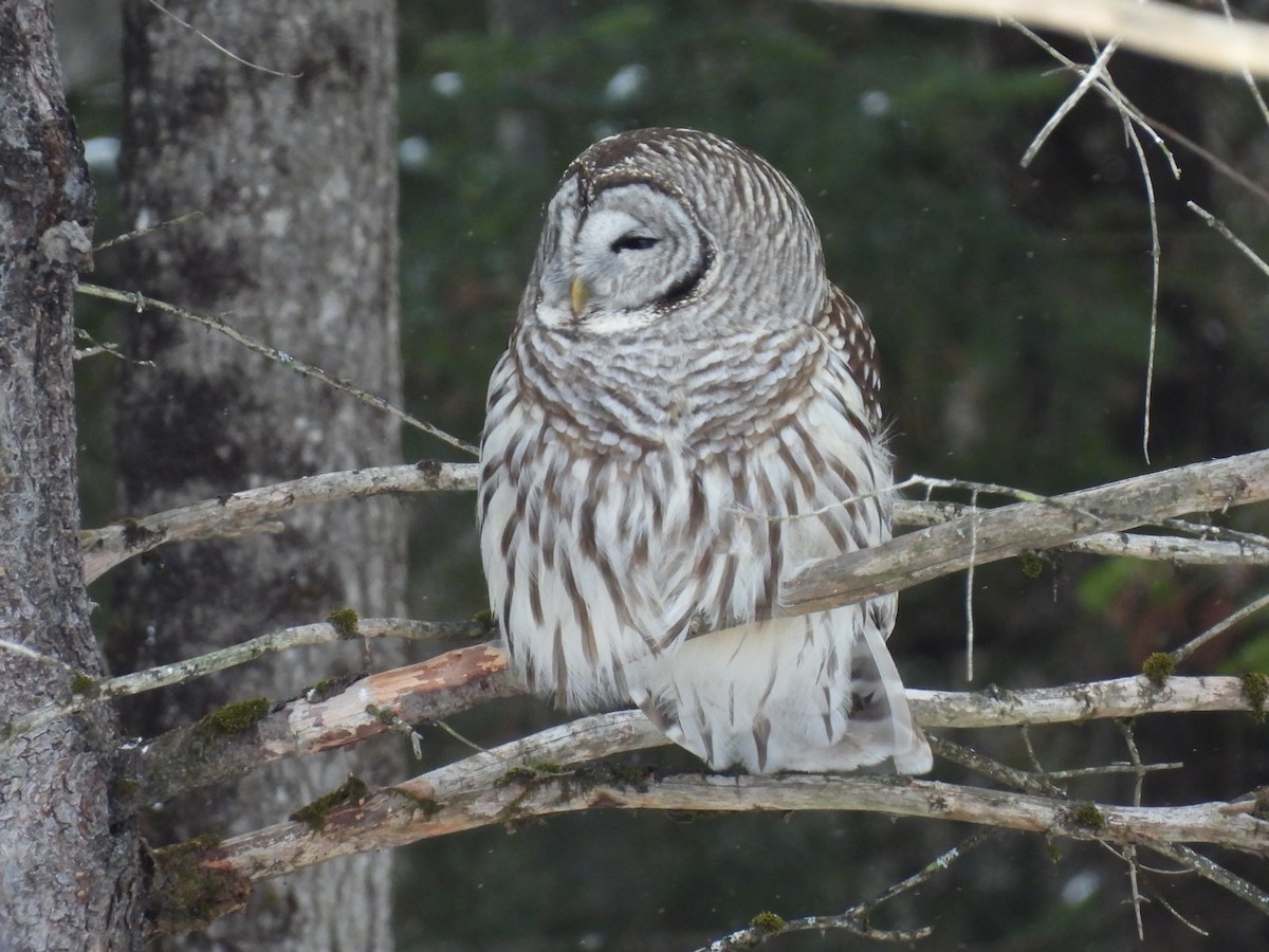Barred Owl - ML651805042