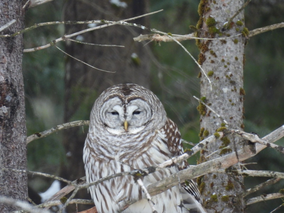 Barred Owl - ML651805043