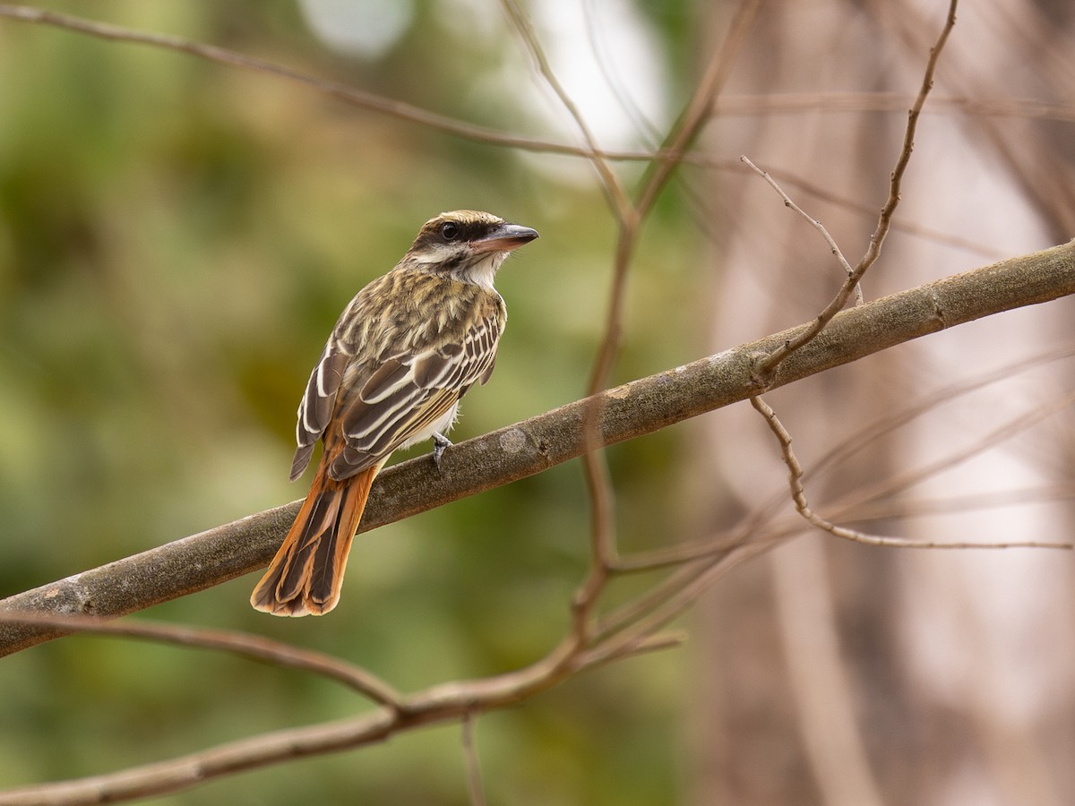 Streaked Flycatcher - ML651805095