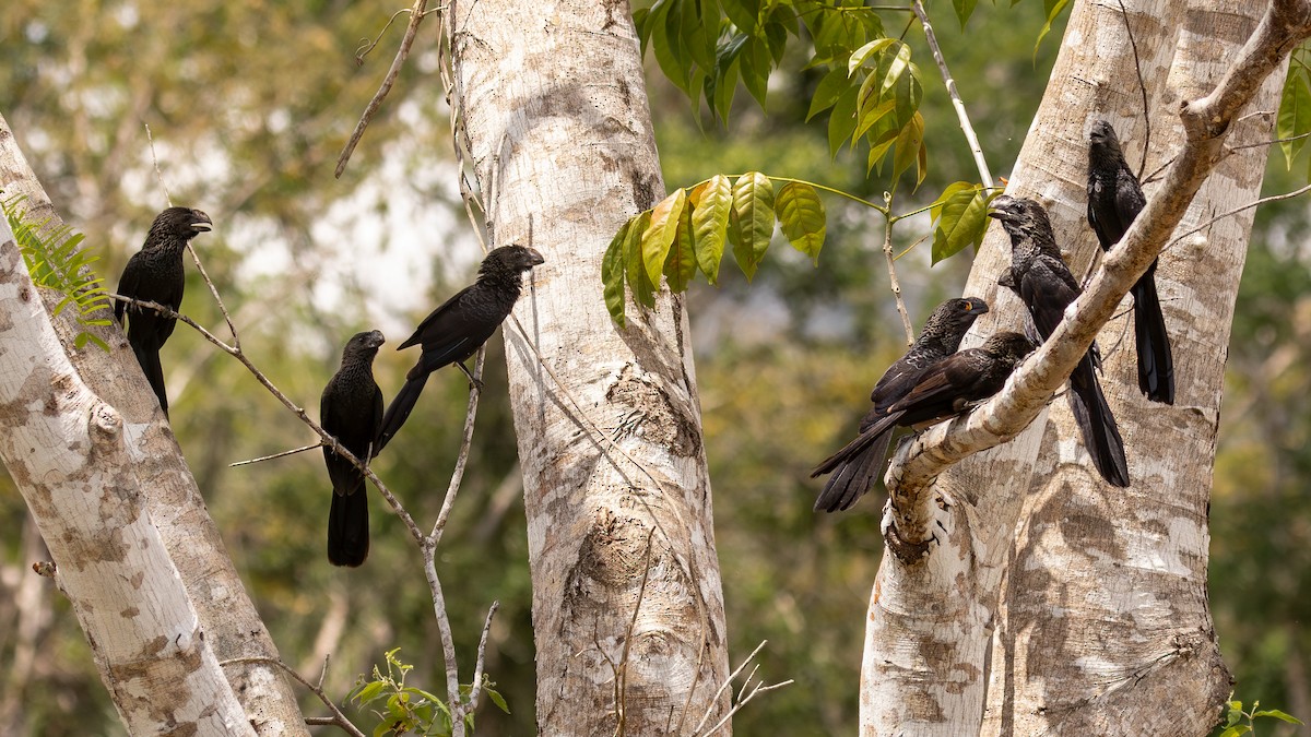 Smooth-billed Ani - ML651805303