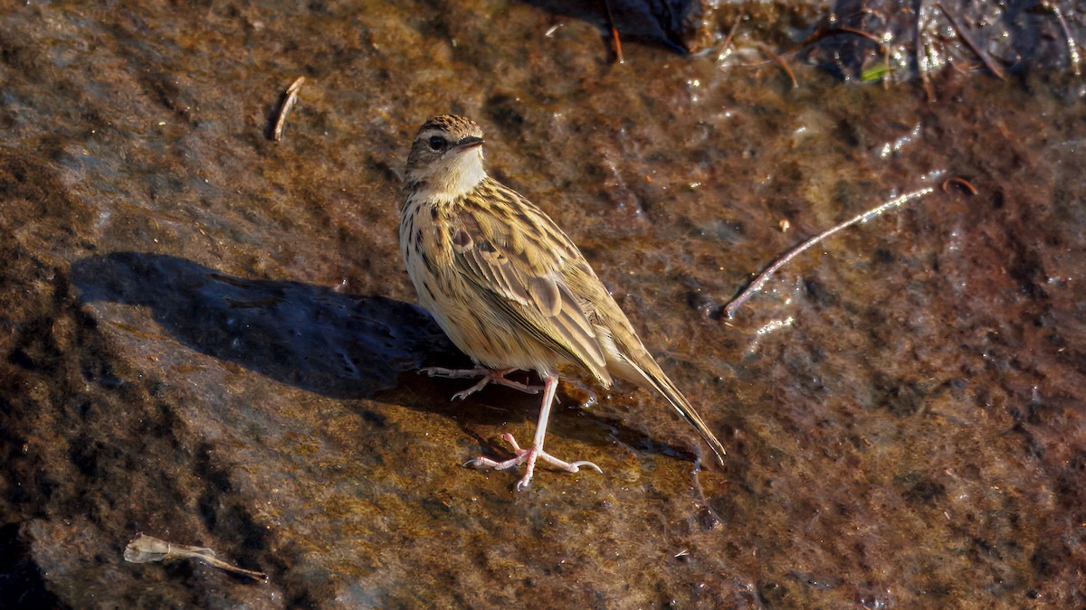 Nilgiri Pipit - ML651805333