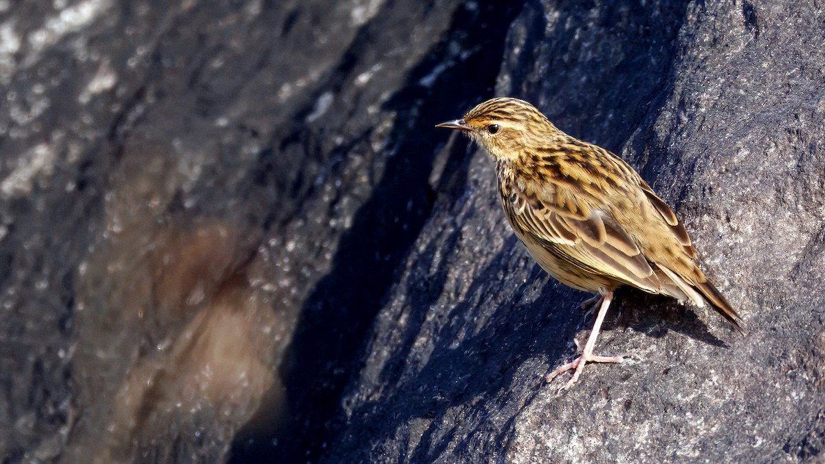 Nilgiri Pipit - ML651805336