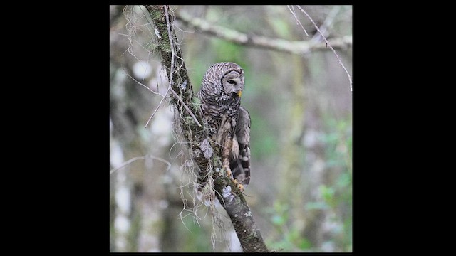 Barred Owl - ML651805682