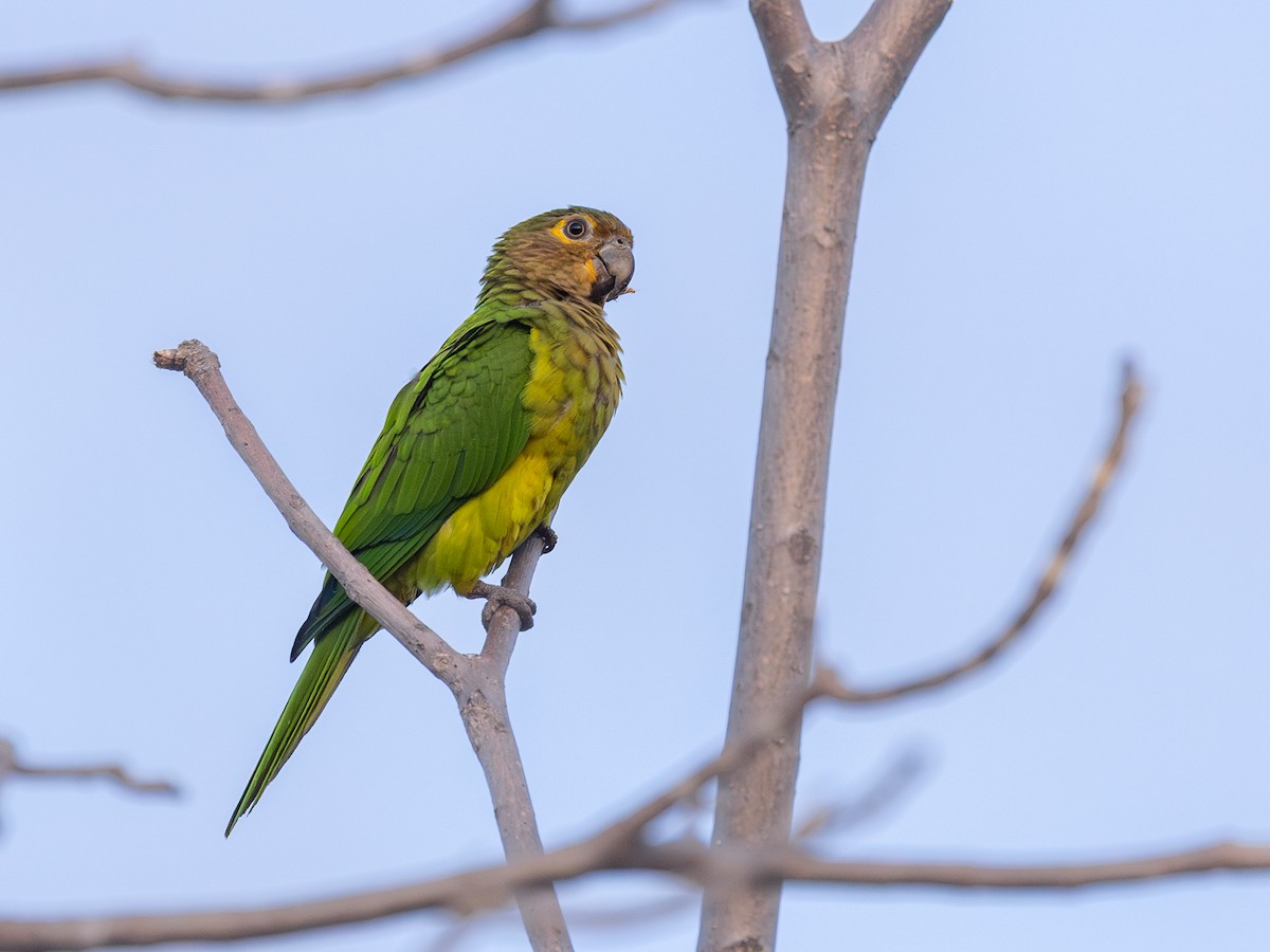 Brown-throated Parakeet - ML651805727