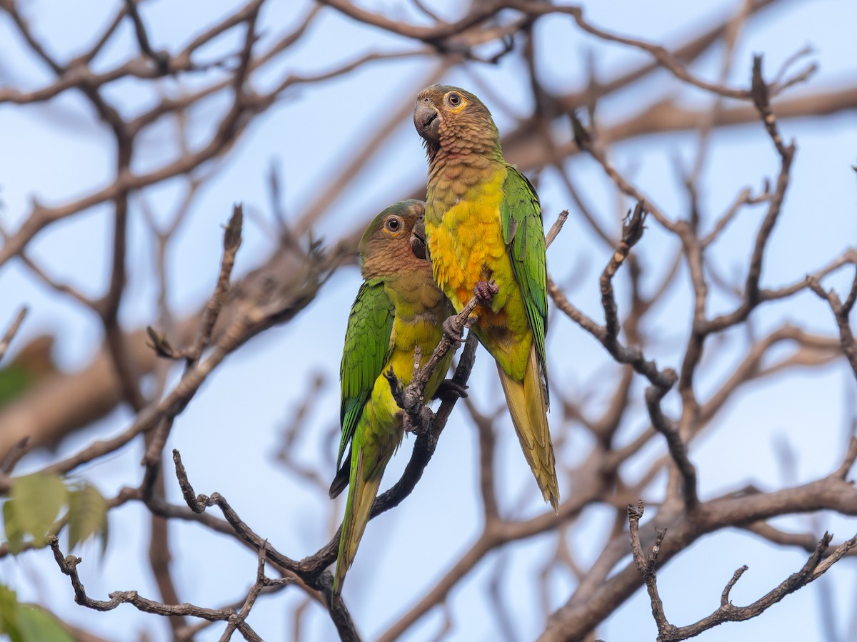 Brown-throated Parakeet - ML651805728