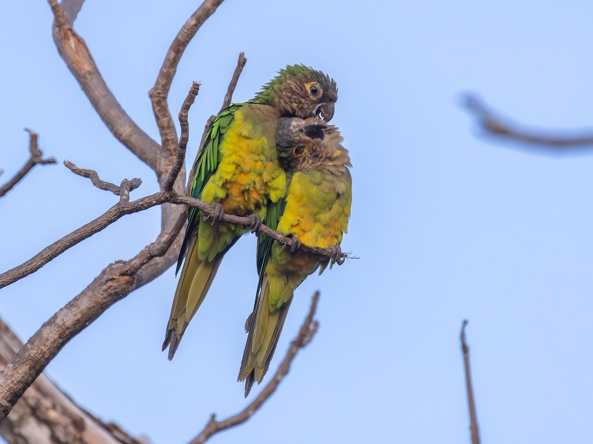 Brown-throated Parakeet - ML651805729