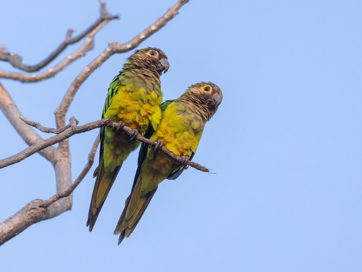 Brown-throated Parakeet - ML651805730