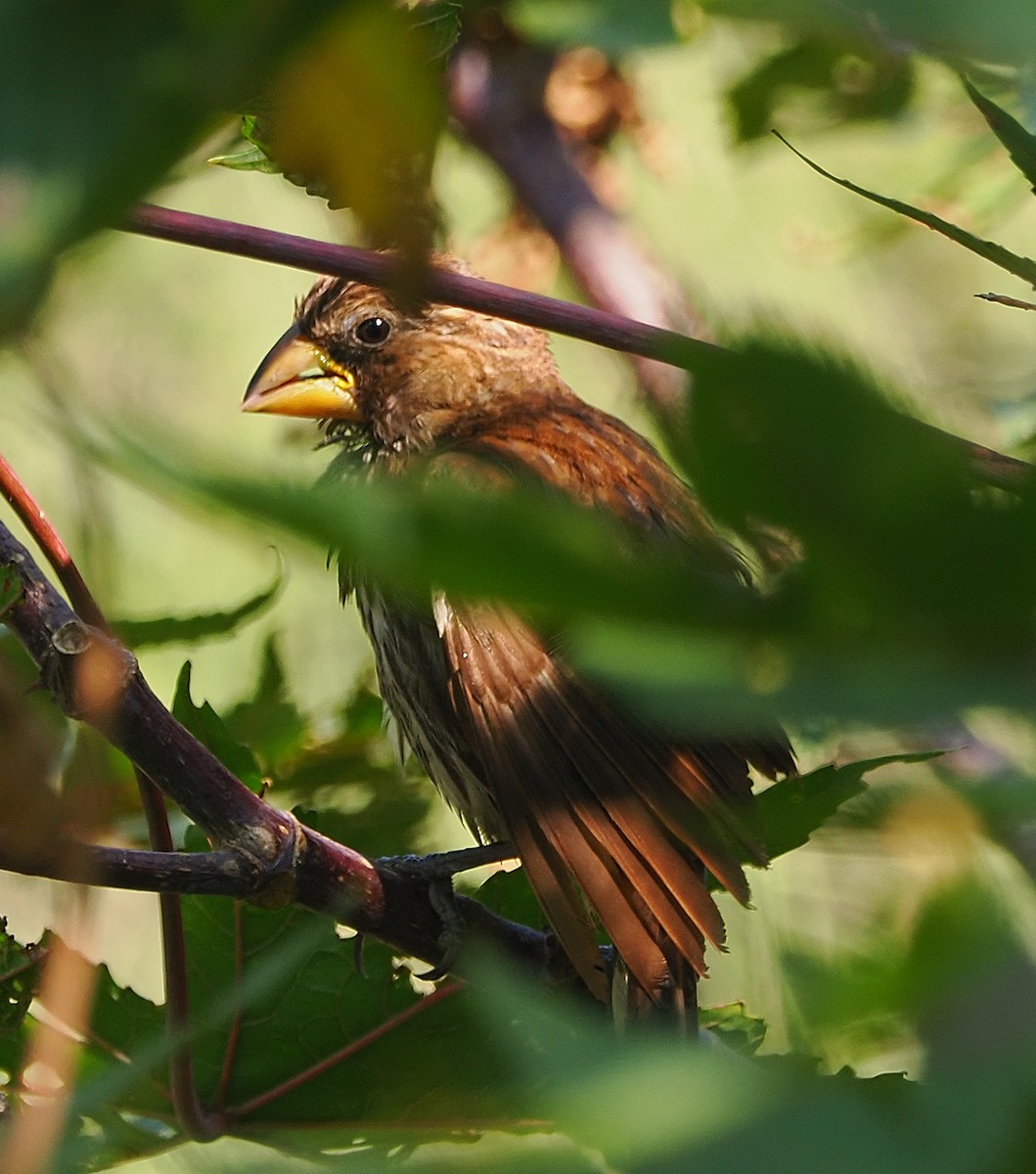 Grosbeak Weaver - ML651805857