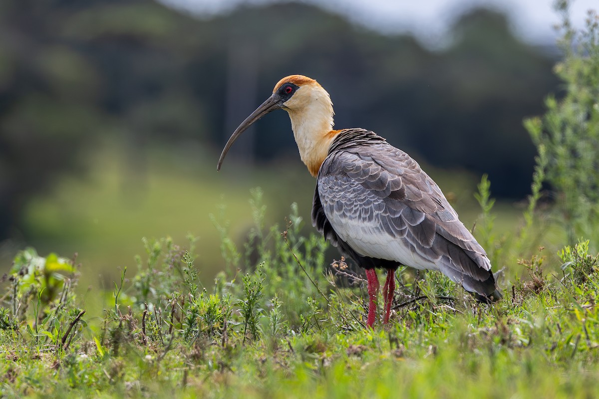 gulhalsibis - ML651805973