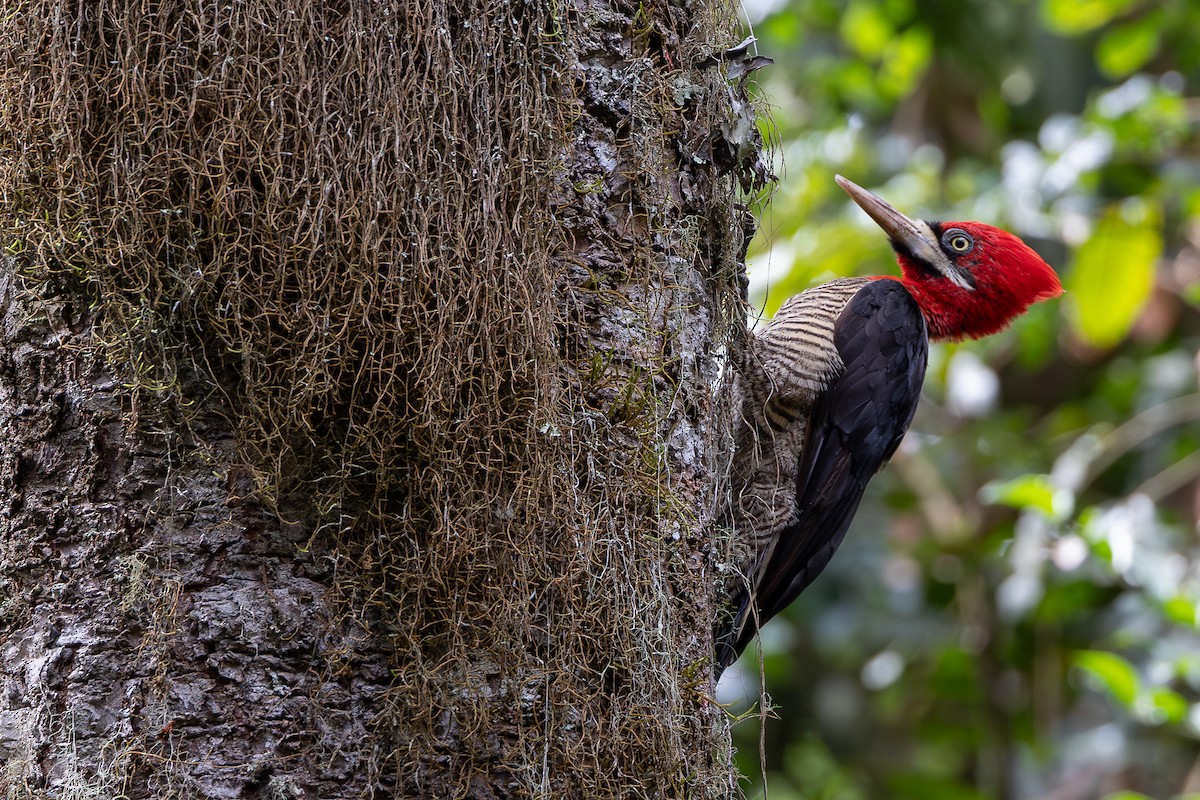 gladiatorspett - ML651805981