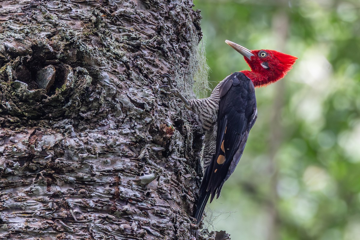 gladiatorspett - ML651805982