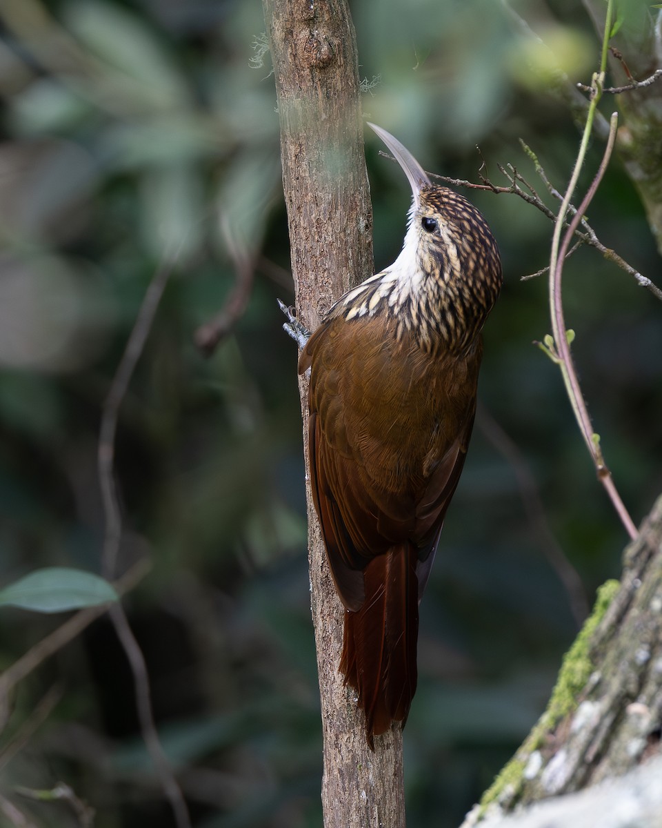 paranátreløper - ML651805996