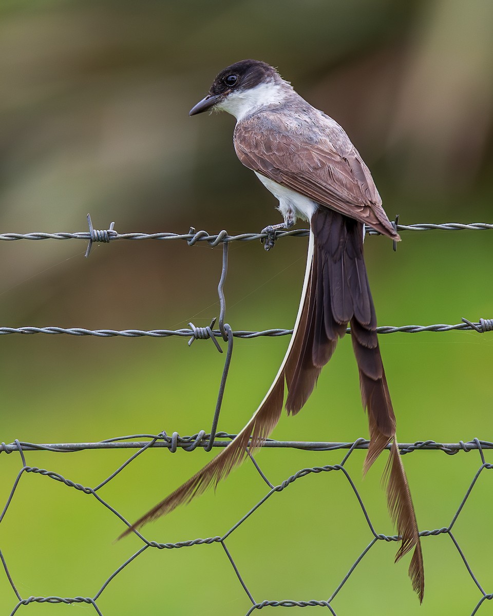 gaffeltyrann (savana) - ML651806015