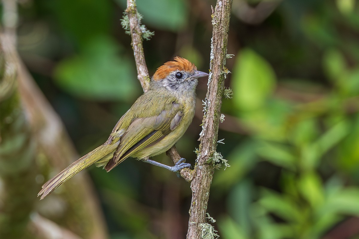 rustkronevireo - ML651806019