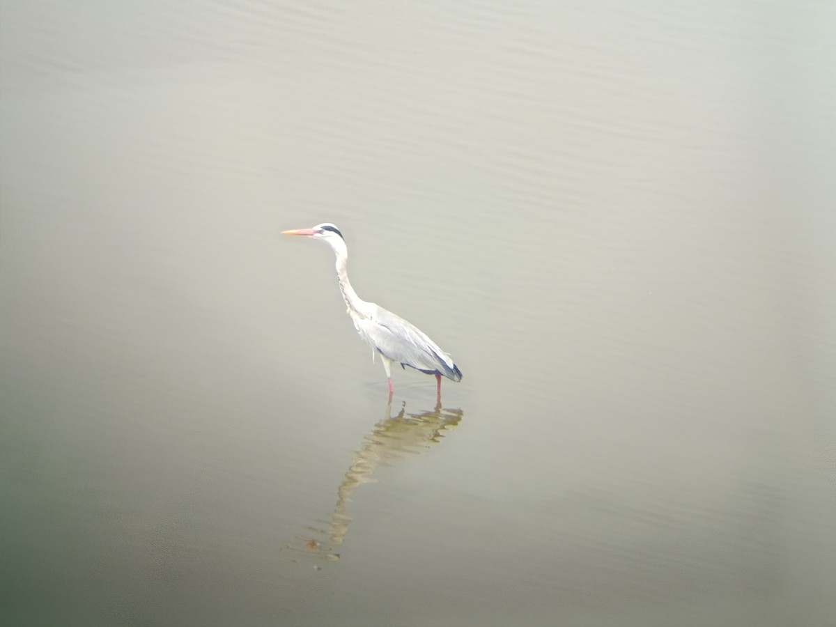Gray Heron - ML651806178