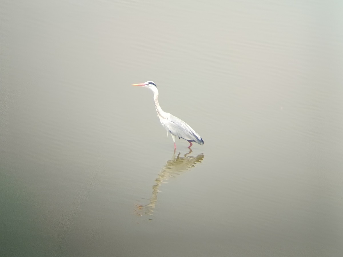 Gray Heron - ML651806179