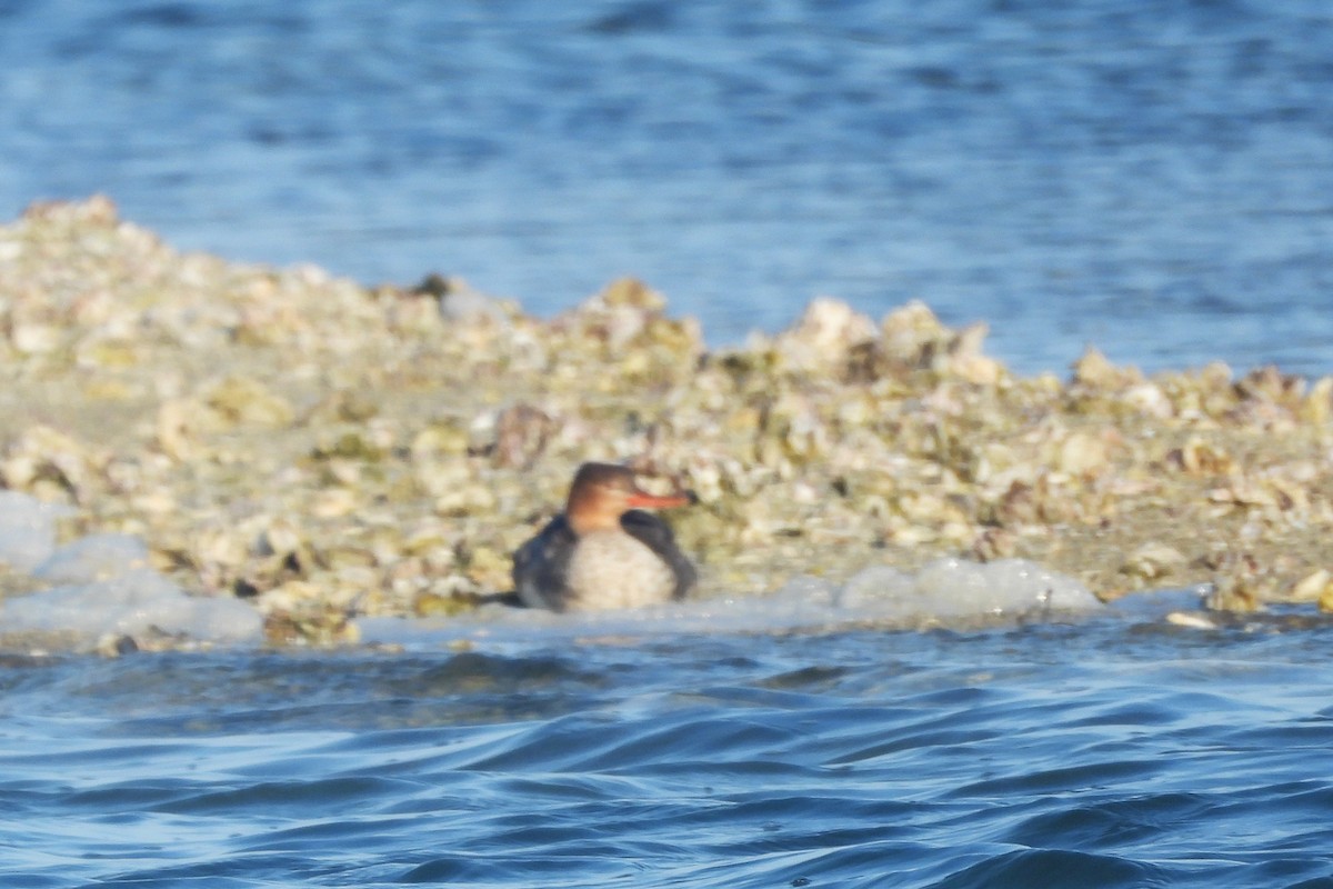 Harle huppé - ML651806181