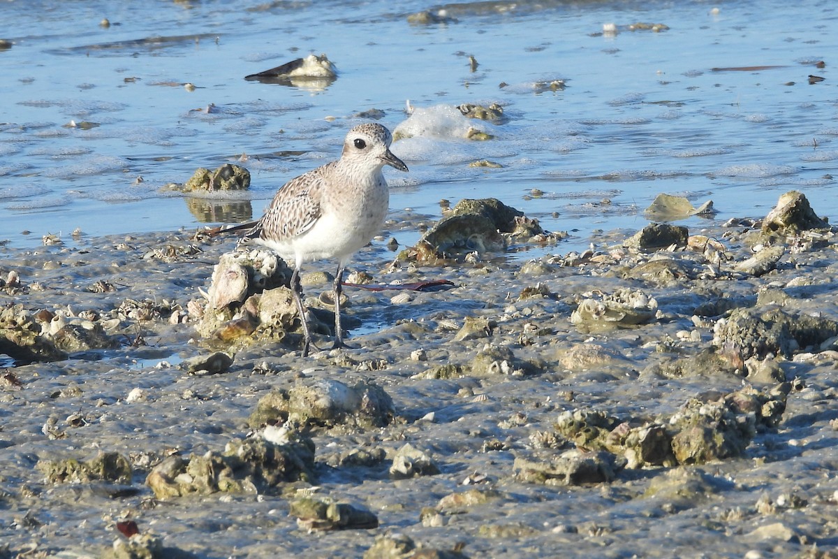 Pluvier argenté - ML651806192