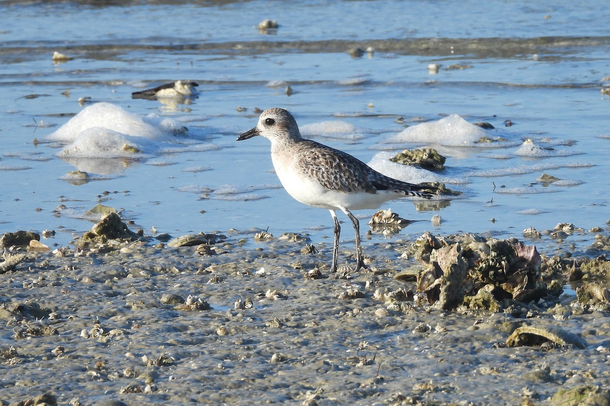 Pluvier argenté - ML651806193