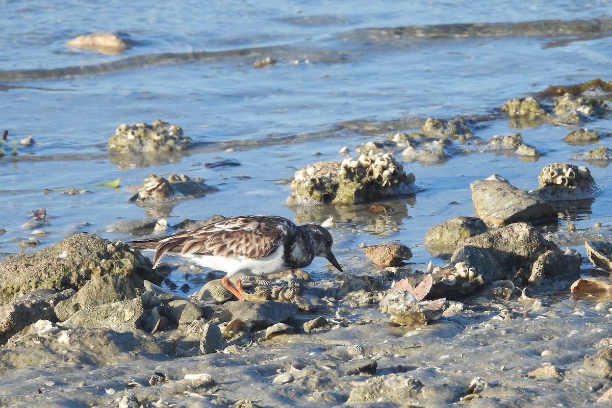 Tournepierre à collier - ML651806202
