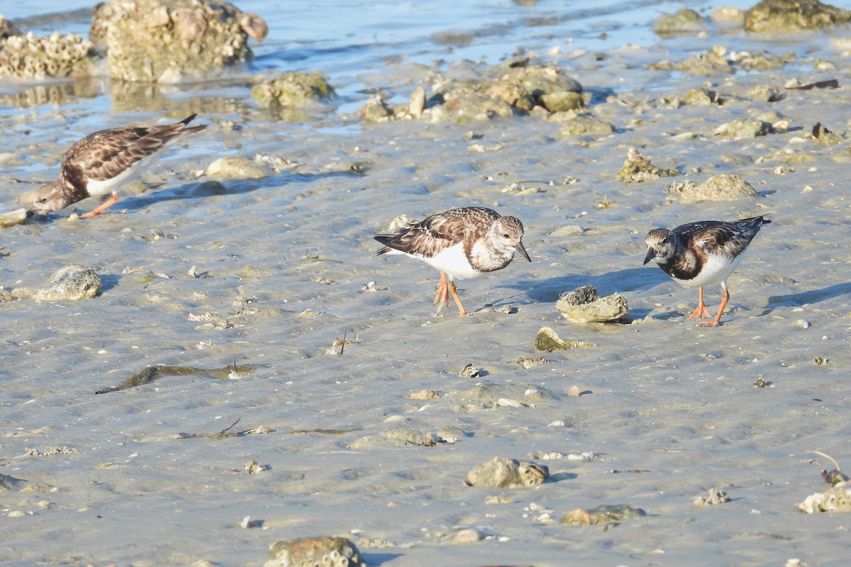 Tournepierre à collier - ML651806203