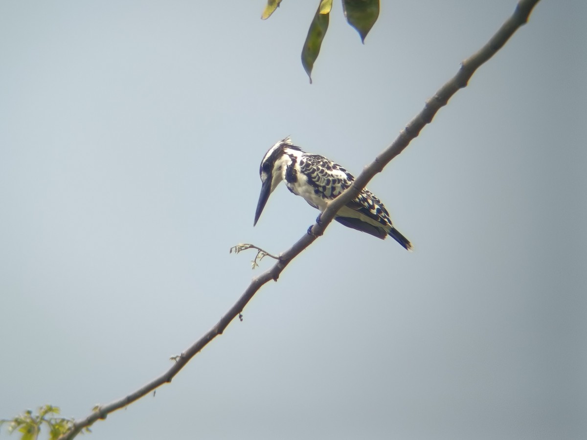 Pied Kingfisher - ML651806232