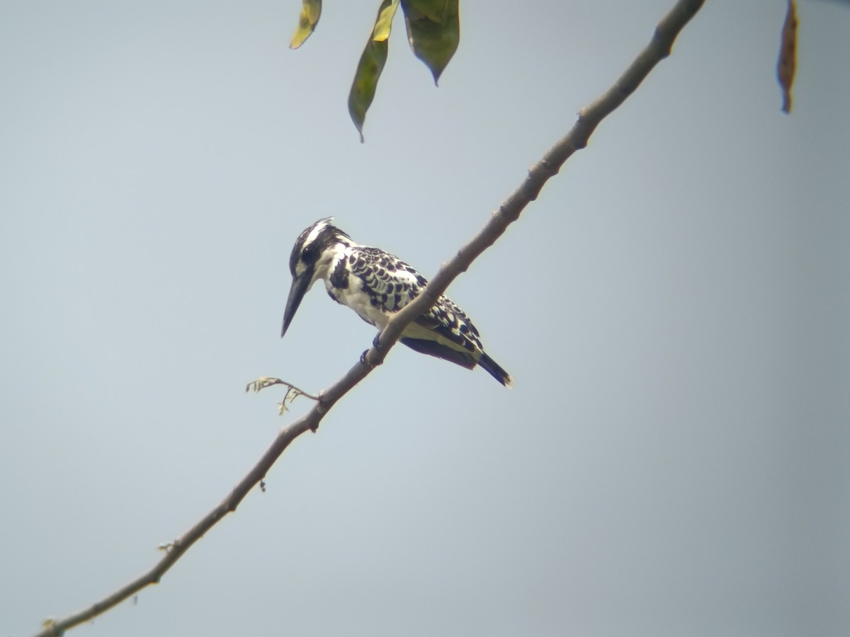 Pied Kingfisher - ML651806233