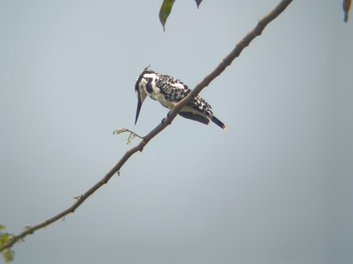 Pied Kingfisher - ML651806234