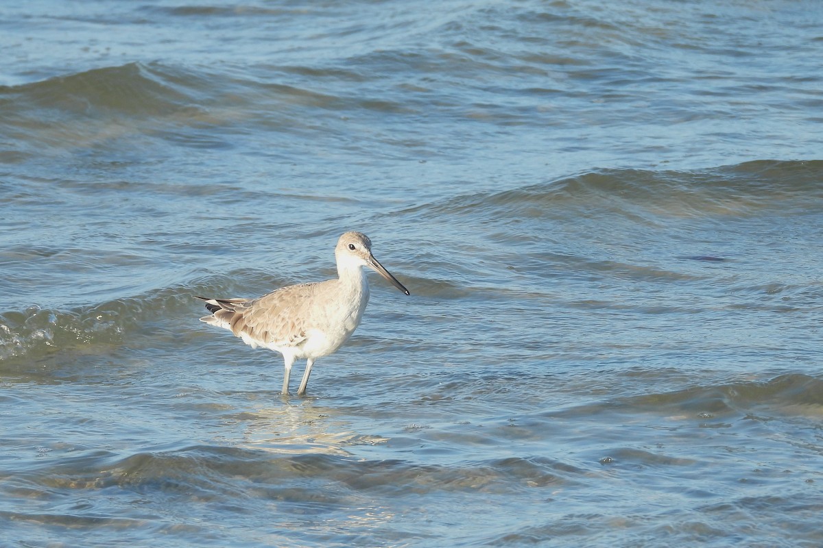 Chevalier semipalmé (inornata) - ML651806280