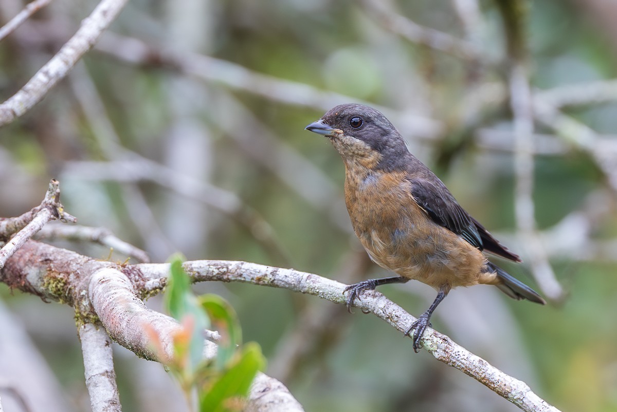 blekbrysttanagar - ML651806515