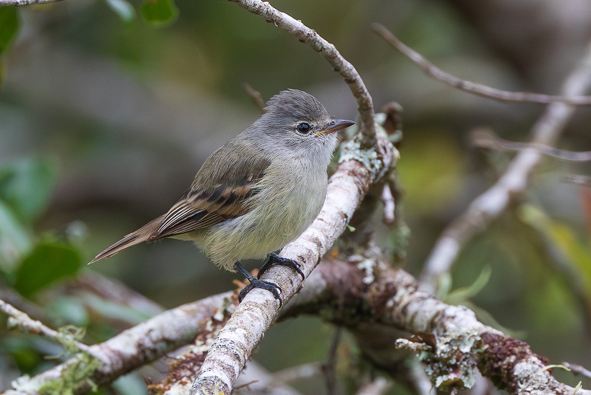 sørglattyrannulett - ML651806544