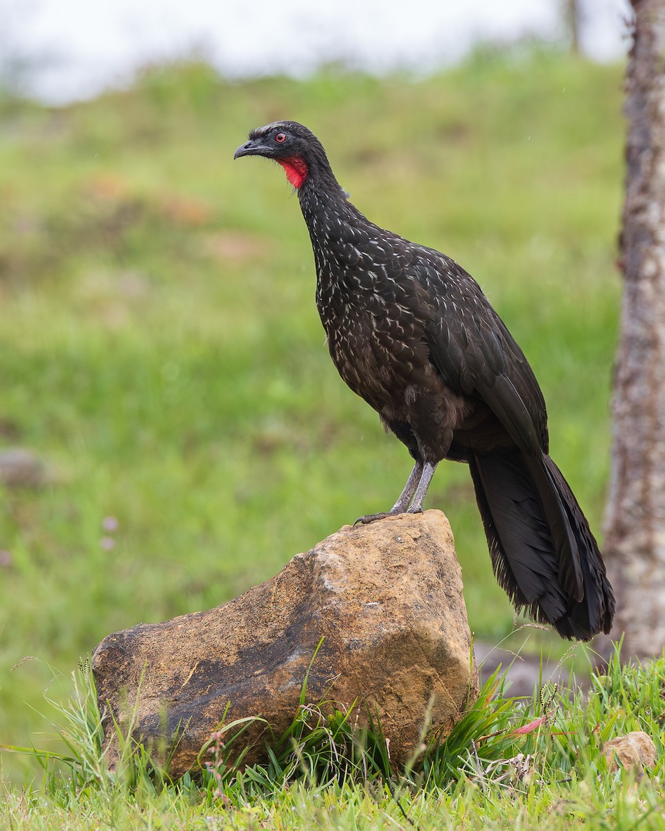 sothokko - ML651806615