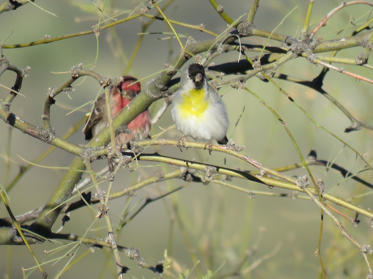 Lawrence's Goldfinch - ML651806650