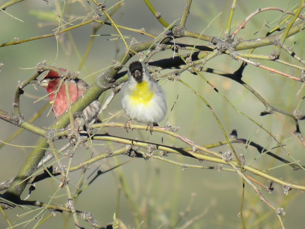 Lawrence's Goldfinch - ML651806651