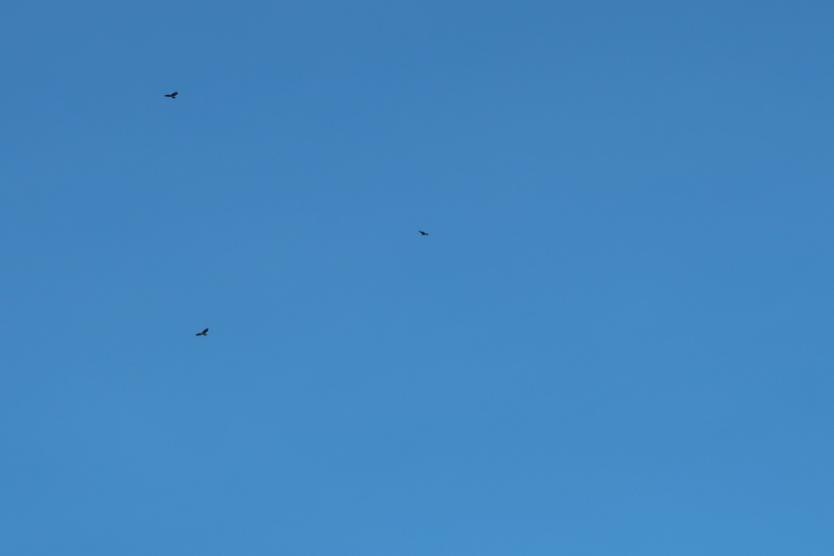 Buteo, unbestimmt - ML651806794