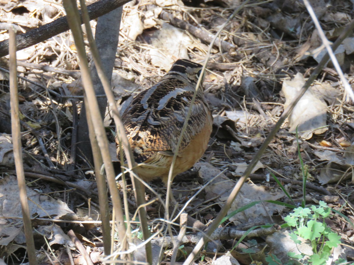 American Woodcock - ML651806902