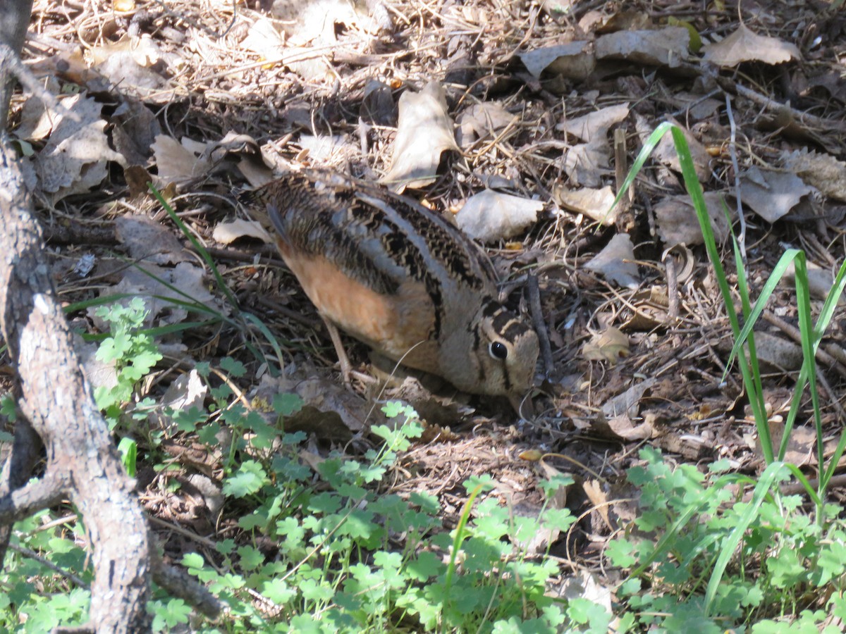 American Woodcock - ML651806903