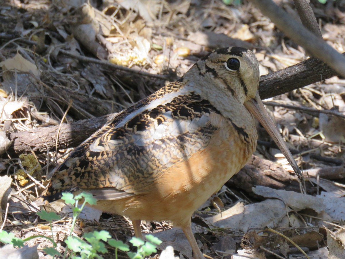 American Woodcock - ML651807047