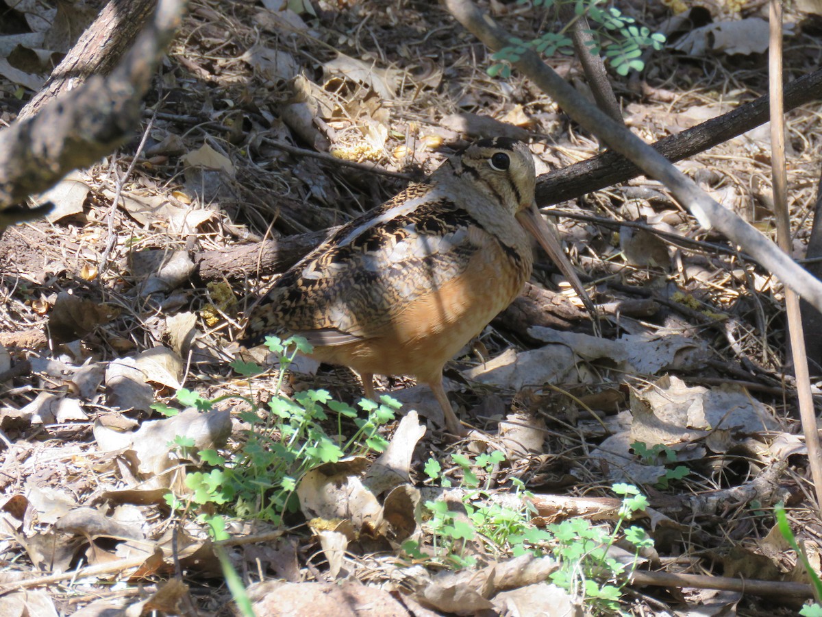 American Woodcock - ML651807048