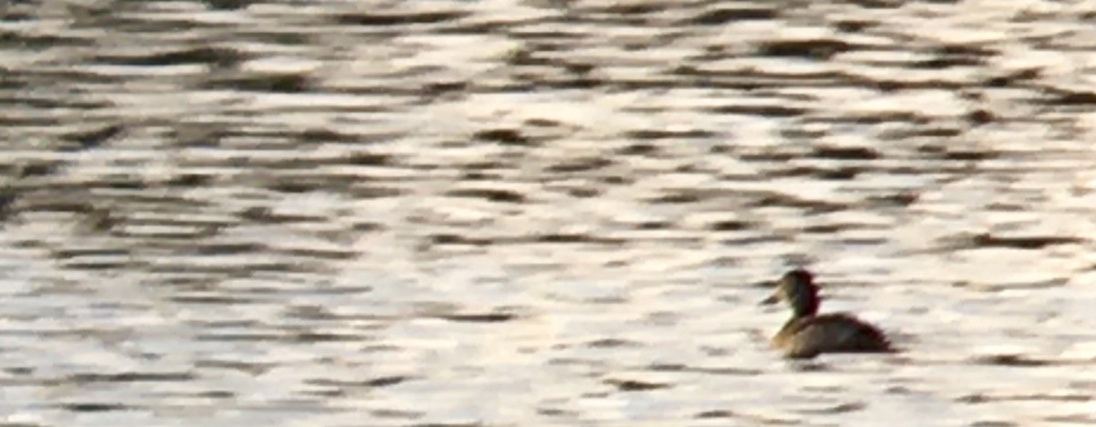 ringand - ML651808129