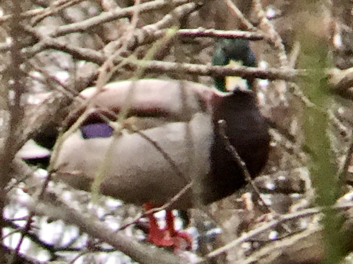 stokkand - ML651809008